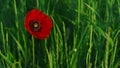 Closeup single opened poppy flower growing spring day. One vivid papaver petal