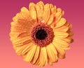 Closeup of a single orange Gerbera daisy flower Royalty Free Stock Photo