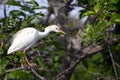 Cattle egret Bubulcus ibis Royalty Free Stock Photo