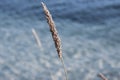 Closeup of single phragmite in blue water Royalty Free Stock Photo