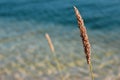 Closeup of single phragmite stem in blue water Royalty Free Stock Photo