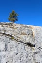 Single pine tree on hill top