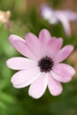 Closeup of a single pink daisy flower against a blurred green background in spring. Top view of one purple wild flower Royalty Free Stock Photo