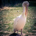 Closeup of a single pink pelican at the lake at daytime Royalty Free Stock Photo