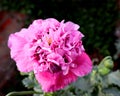 Pink poppy closeup Royalty Free Stock Photo