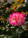 Closeup of a single pink rose in the garden Royalty Free Stock Photo