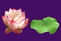 Closeup, Single pink water lily lotus flowers blossom bloom and green leaf isolated on purple background for stock photo, summer Royalty Free Stock Photo