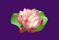 Closeup, Single pink water lily lotus flowers blossom bloom on green leaf isolated  purple background for stock photo, summer Royalty Free Stock Photo