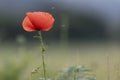 Closeup of single poppy flower in field of grass. Isolated Royalty Free Stock Photo