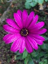 Closeup of a single purple African daisy Royalty Free Stock Photo