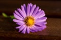 Closeup of single purple flower aster dumosus isolated with natural brown wood background.