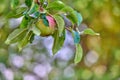 Closeup of a single red and green apple ripening on a tree in a sustainable orchard on a farm in a remote countryside Royalty Free Stock Photo