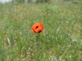 Closeup of single red poppy flower Royalty Free Stock Photo