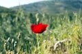Closeup of single red poppy on green background Royalty Free Stock Photo