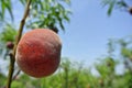 Closeup of a single ripe red peach on the tree in an orchard, on a sunny day Royalty Free Stock Photo