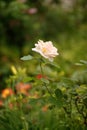 Closeup single rose on green background