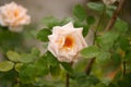 Closeup single rose on green background