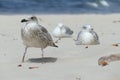 Close-up of a young seagull Larus marinus on a sandy beach during a summer sunny day with other seagulls in the background