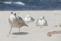 Close-up of a young seagull Larus marinus on a sandy beach during a summer sunny day with other seagulls in the background