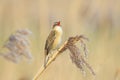 Sedge Warbler, Acrocephalus schoenobaenus, bird singing perched Royalty Free Stock Photo