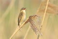 Sedge Warbler, Acrocephalus schoenobaenus, bird singing perched Royalty Free Stock Photo