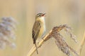 Sedge Warbler, Acrocephalus schoenobaenus, bird singing perched Royalty Free Stock Photo