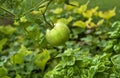 Closeup single small unripe green tomato hanging on vine in garden Royalty Free Stock Photo