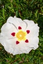 Closeup of Single Snow Fire Rock Rose Flower
