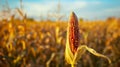 A closeup of a single stalk heavy with ripe corn kernels against a backdrop of neverending fields stretching out to the