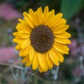 Closeup of a Single Sunflower in full bloom Royalty Free Stock Photo