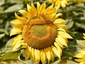 Closeup single sunflower Royalty Free Stock Photo