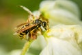 Single wasp sitting on a flower