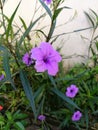 Waterkanon flower closeup