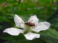 Closeup white blackberry flower with red beetle