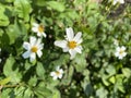 White petalled Hairy Beggar's ticks flower