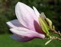 Early spring white-pink magnolia 06 Royalty Free Stock Photo