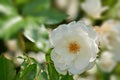 Closeup of a single white rose growing in an arboretum. Flowering bush in a park outside against a blurred background