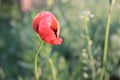 Beautiful single wild red poppy in the field at blurred natural green background Royalty Free Stock Photo