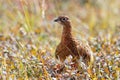 Closeup of a single wild willow ptarmigan walking in the field at Denali National Park