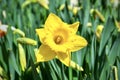 Closeup of single yellow daffodil flower