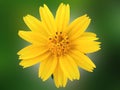 Closeup, Single yellow mexican aster flower  cosmos. blooming isolated on green background for stock photo. houseplant, spring Royalty Free Stock Photo