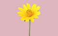 Closeup, Single yellow mexican aster flower  cosmos. blooming isolated on pastel magenta background for stock photo. houseplant Royalty Free Stock Photo