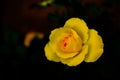 Closeup from a single yellow red rose blossom in soft blur Royalty Free Stock Photo