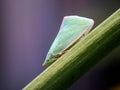 Closeup of Siphanta acuta, a species of planthopper in the family Flatidae.