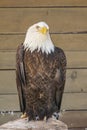 Closeup of sitting Bald Eagle, Ketchikan, Alaska, USA