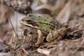 closeup of a sitting frog at the riverside Royalty Free Stock Photo