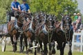 Closeup of a Six Horse Hitch Team of Heavy Draft H Royalty Free Stock Photo