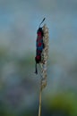 Closeup of a six-spot burnet butterfly on the plant