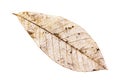 Closeup of skeleton of a deteriorated leaf Royalty Free Stock Photo