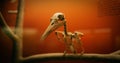 Closeup of the skeleton of a kingfisher bird in the Smithsonian National Museum of Natural History